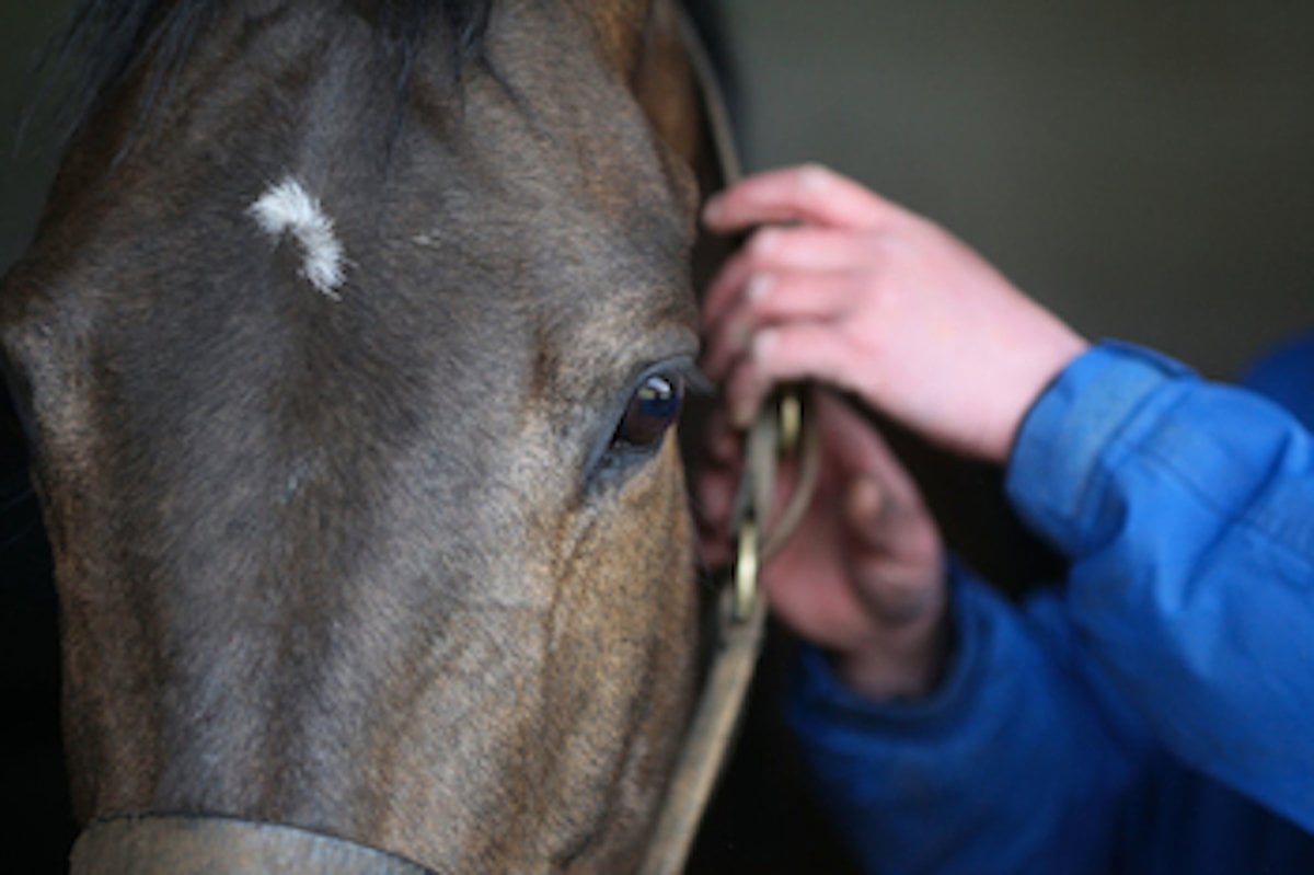How to cure our horses’ irritations caused by bugs