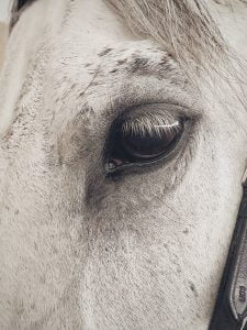 Pexels image white horse